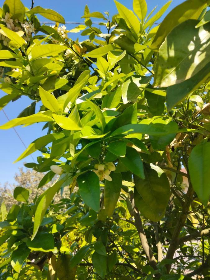 Cermignano B&B La Casa Di Giuliana מראה חיצוני תמונה